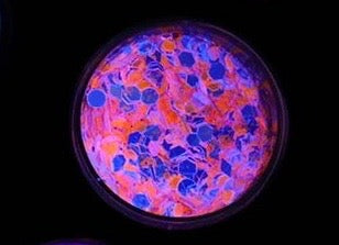 "INSOMNIAC" *UV/BlackLight* Festival FunFetti